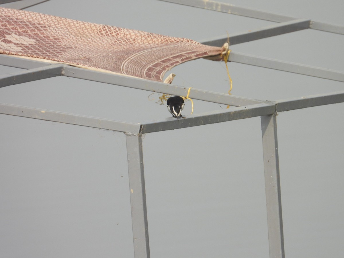 White-browed Wagtail - ML645250804