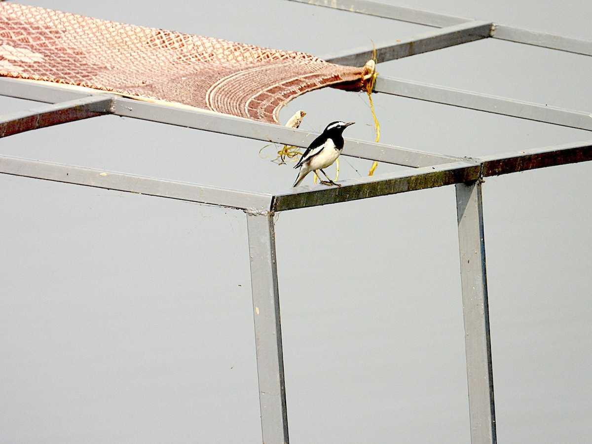 White-browed Wagtail - ML645250805