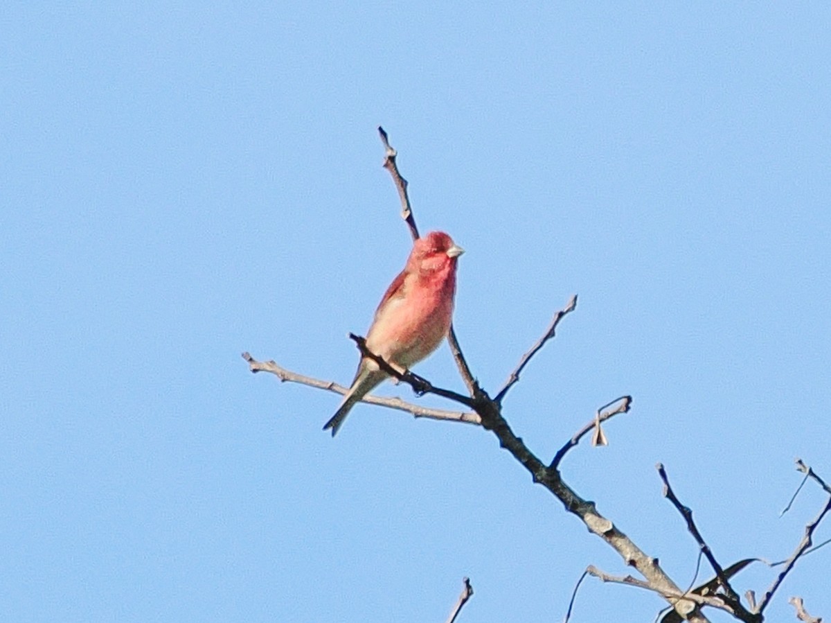 普通朱雀 - ML645250806