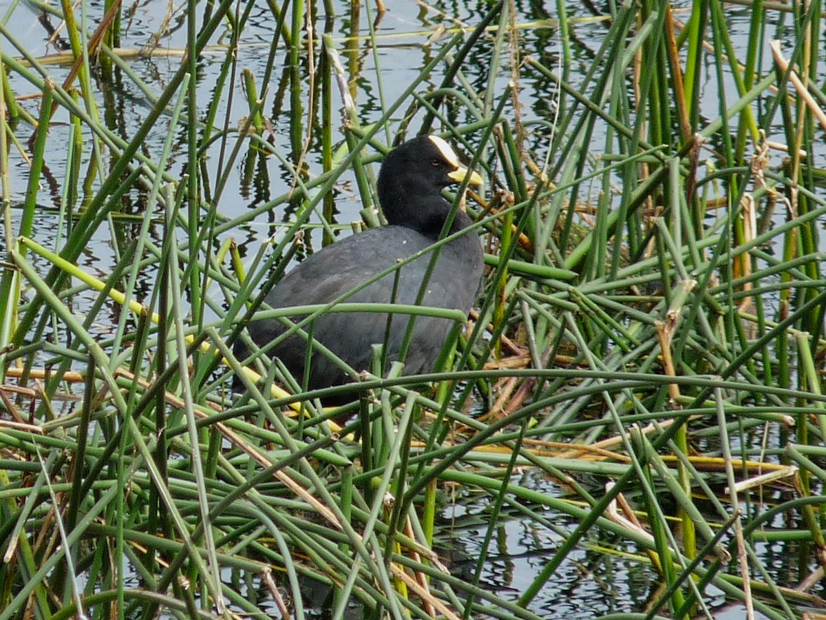 Red-gartered Coot - ML645250808