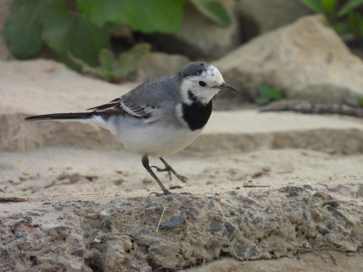 白鶺鴒 - ML645250809