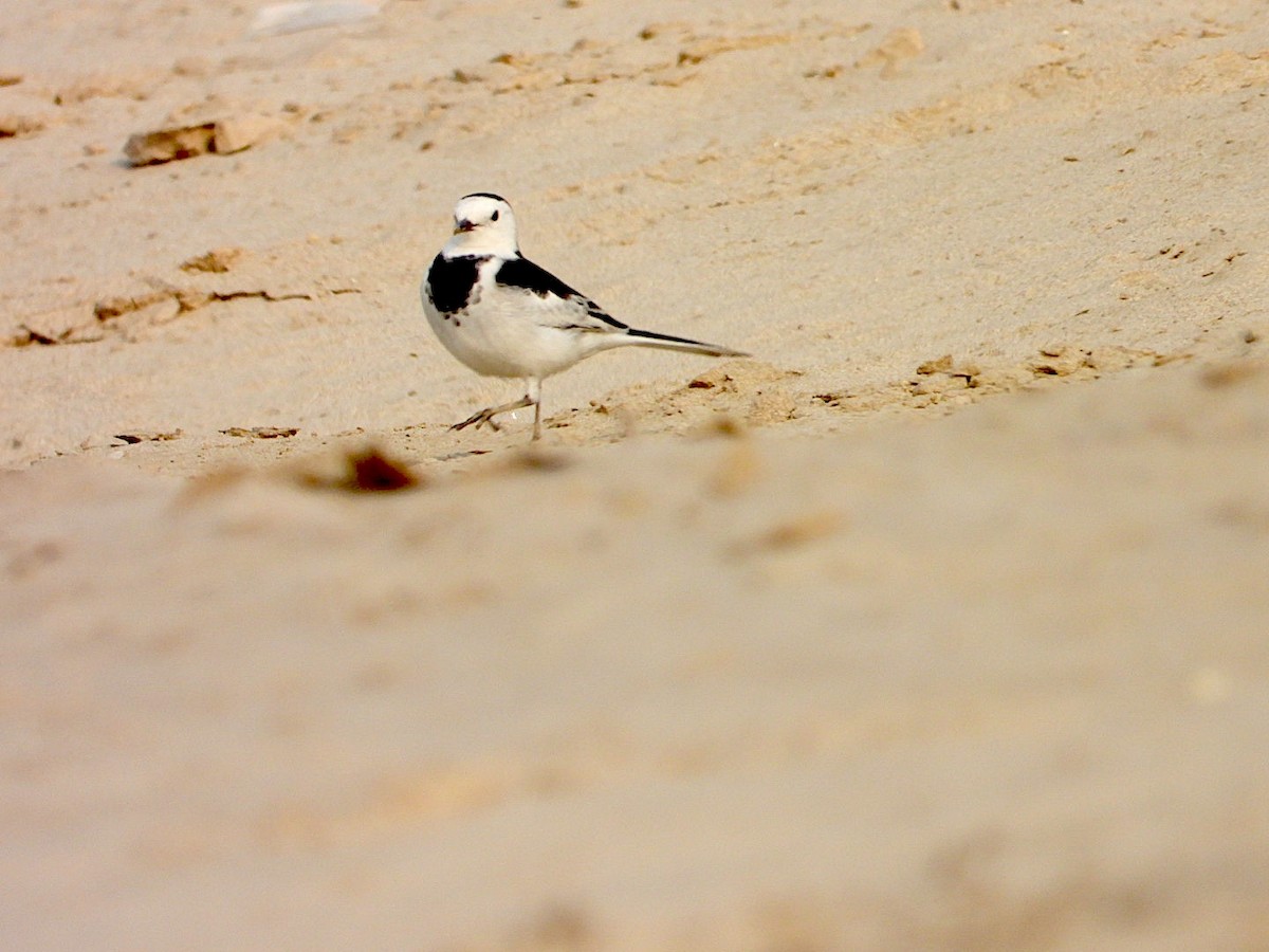 白鶺鴒 - ML645250810