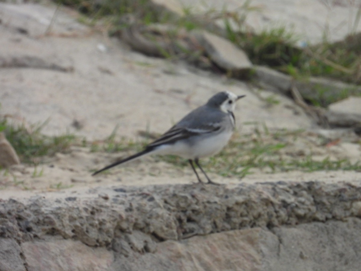 白鶺鴒 - ML645250811