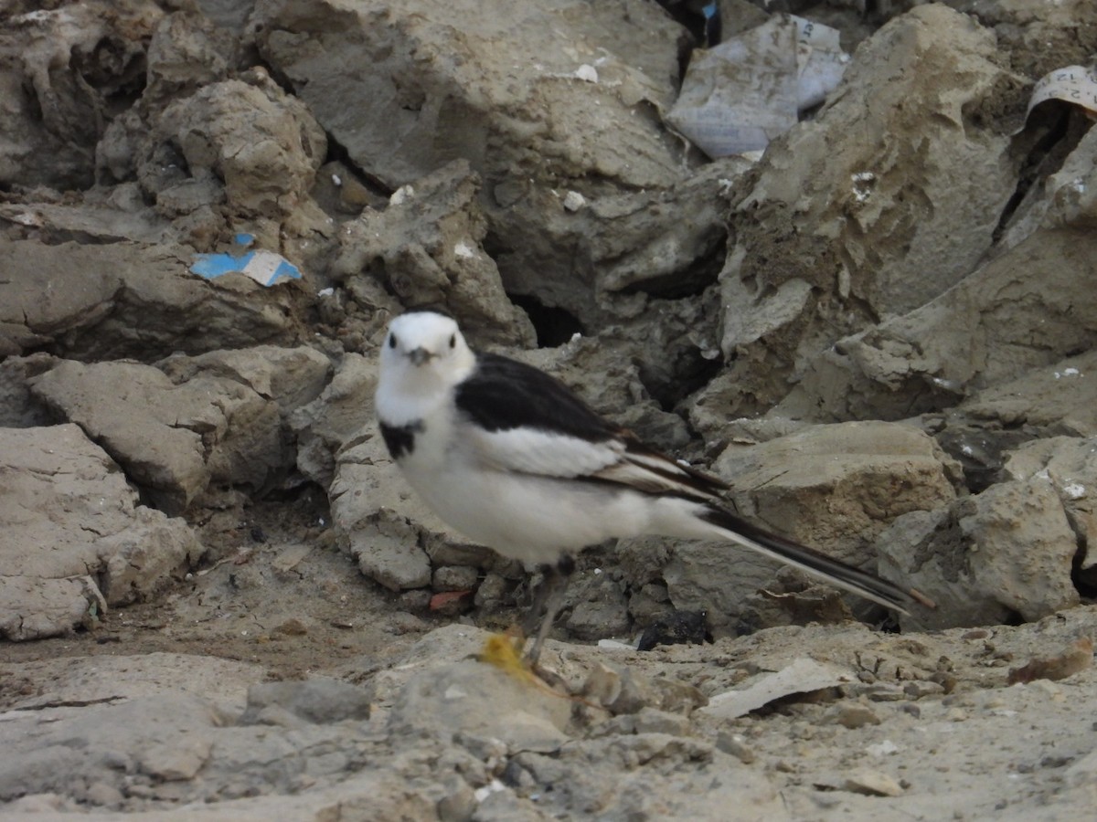 白鶺鴒 - ML645250812