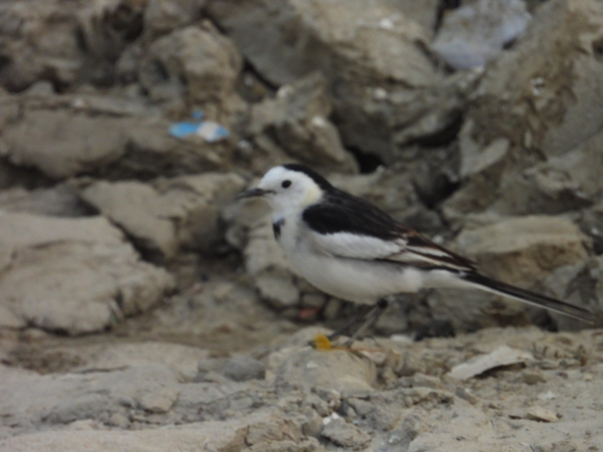 白鶺鴒 - ML645250813