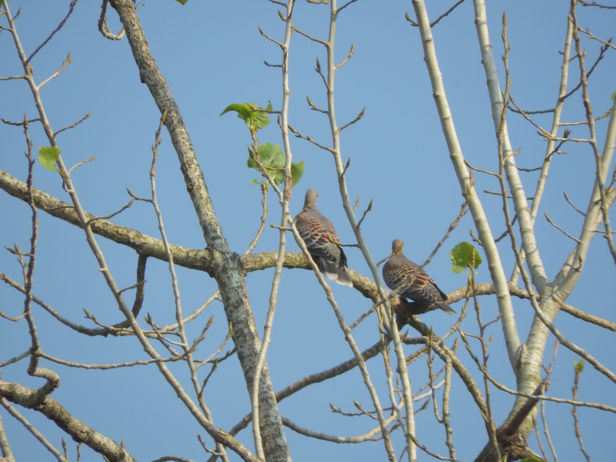 金背鳩 - ML645250814