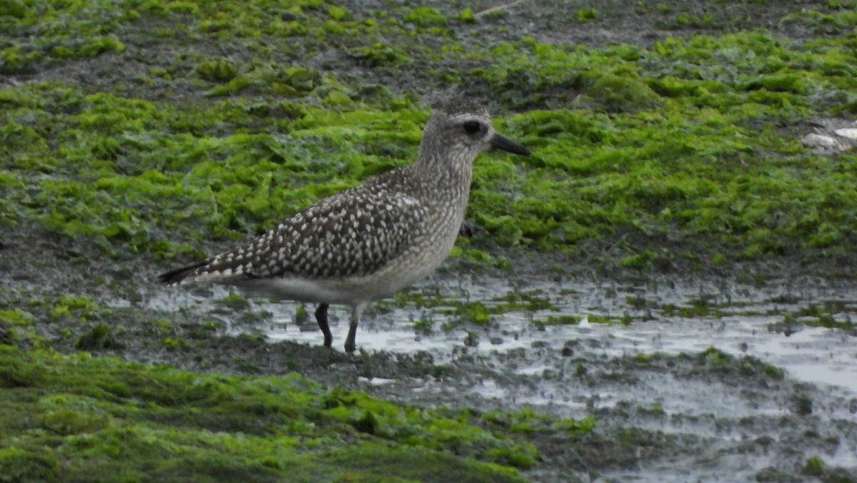 灰斑鴴 - ML645250816