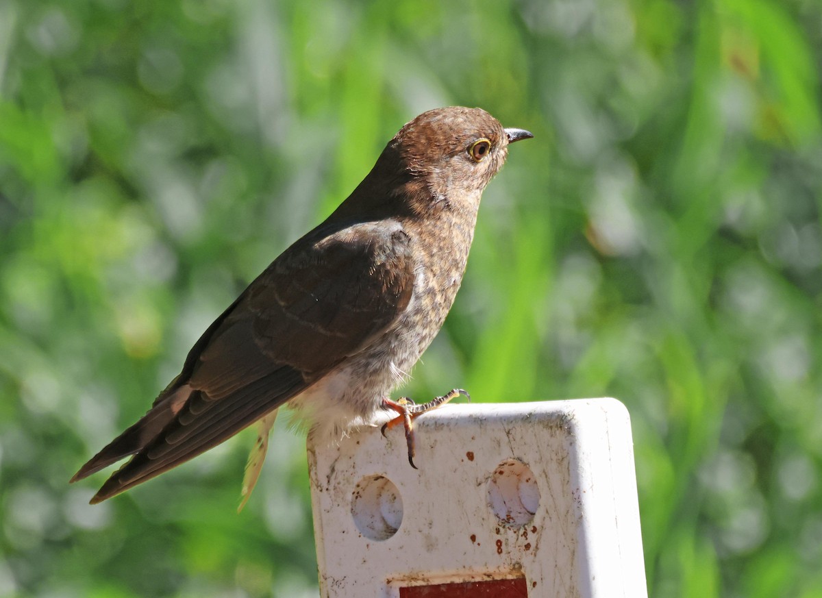 Shining Bronze-Cuckoo - ML645250817