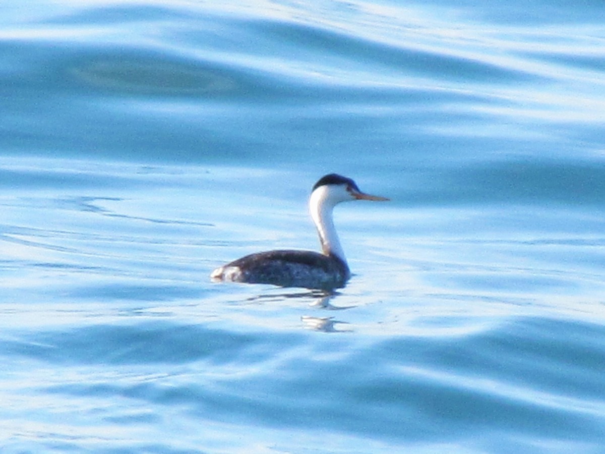 Clark's Grebe - ML645250818