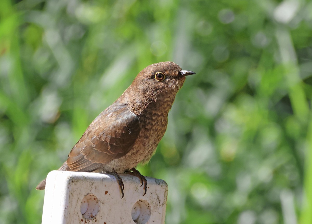 Shining Bronze-Cuckoo - ML645250819