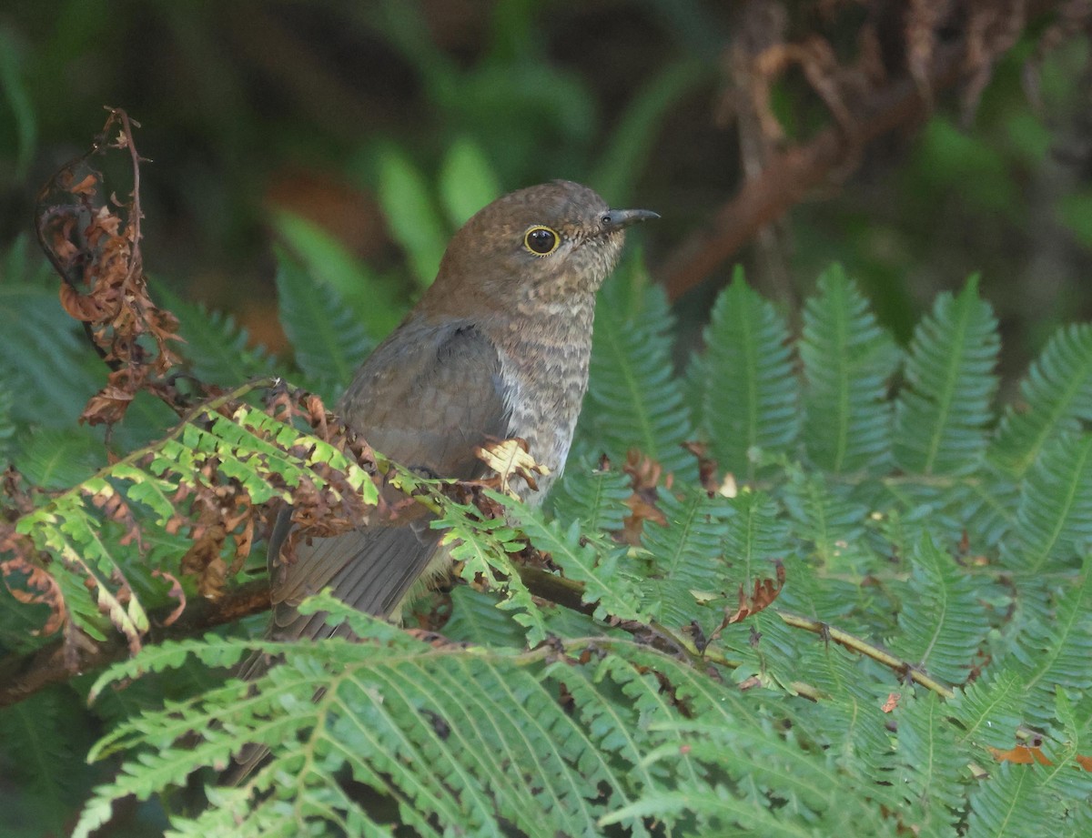 Shining Bronze-Cuckoo - ML645250820