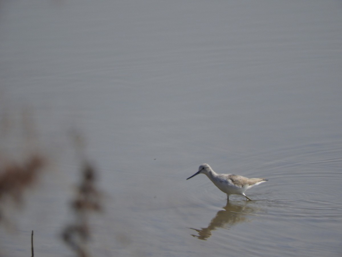 小青足鷸 - ML645250821