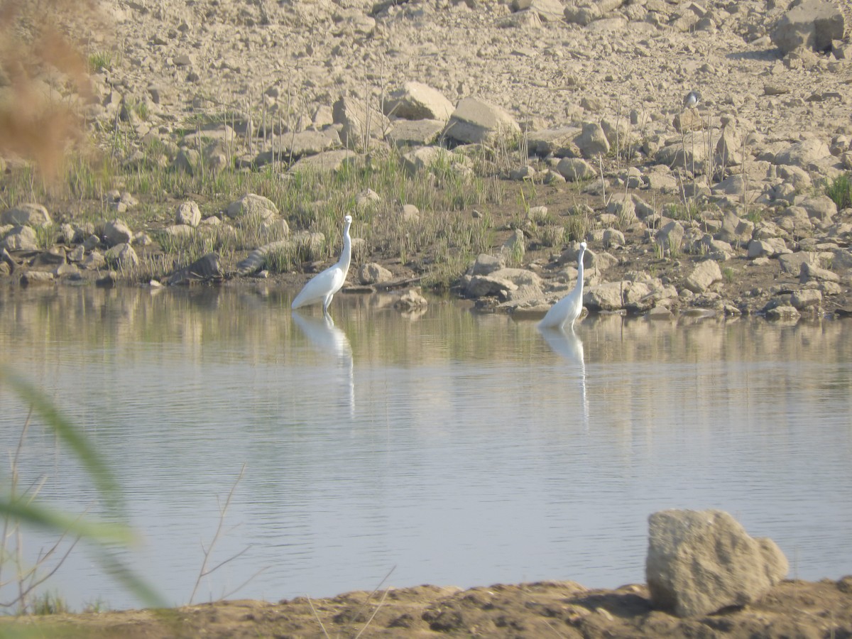 大白鷺/中白鷺 - ML645250829