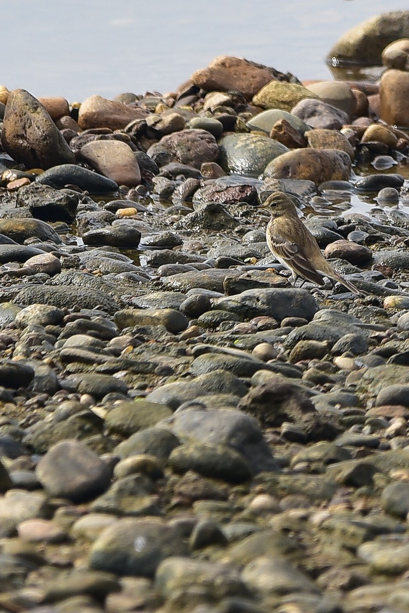 水鷚 - ML645250830