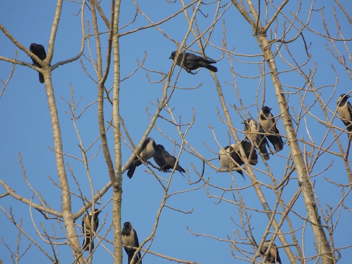 東方寒鴉 - ML645250831