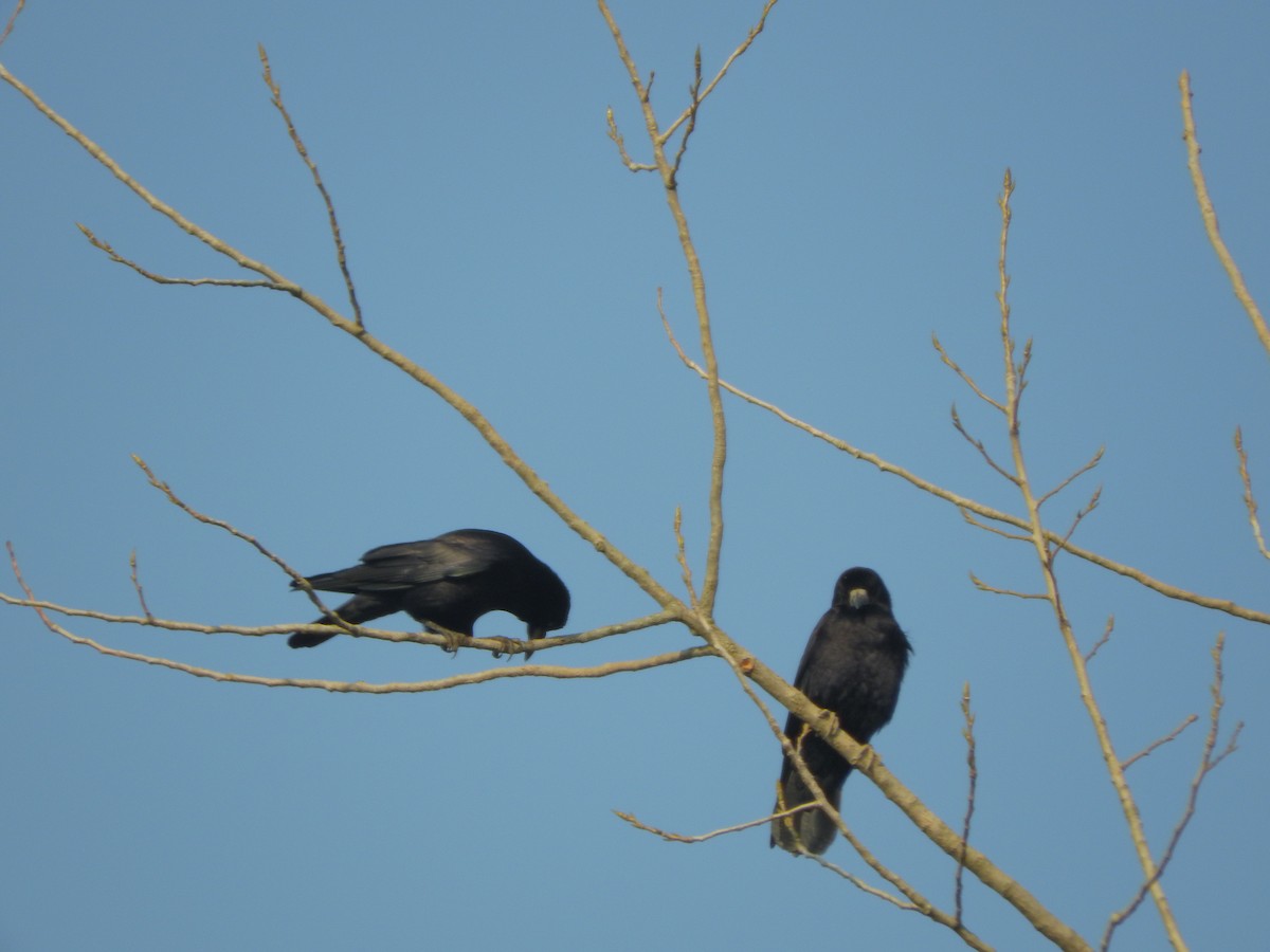 禿鼻鴉 - ML645250834