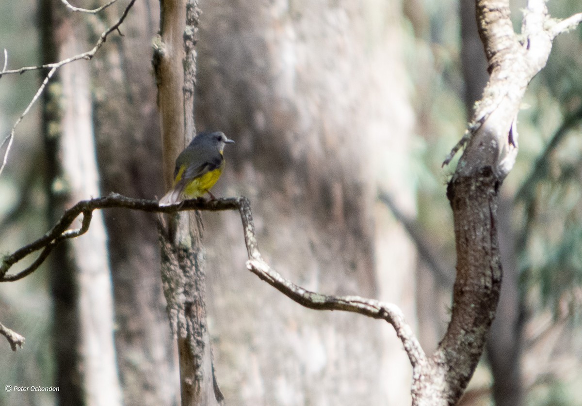 Eastern Yellow Robin - ML645250835
