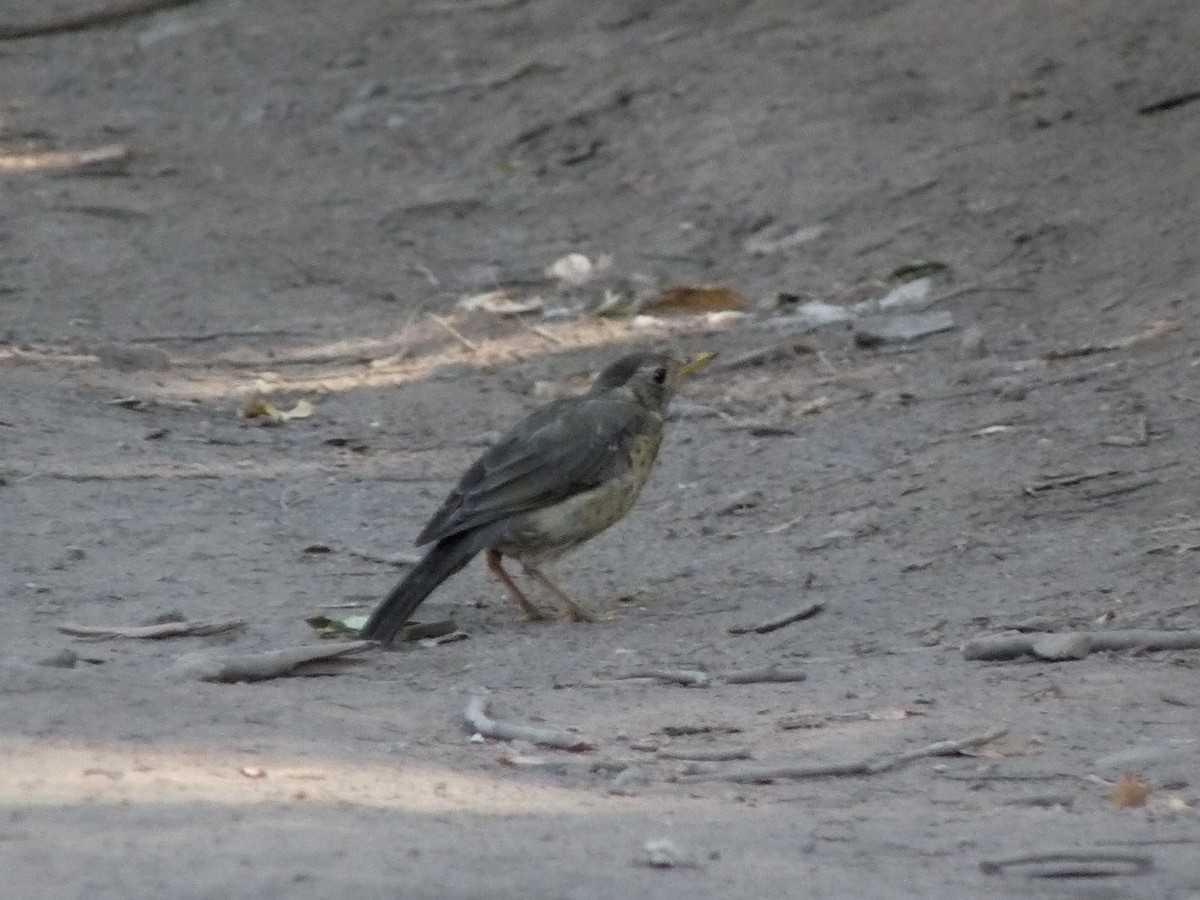 Austral Thrush - ML645250837
