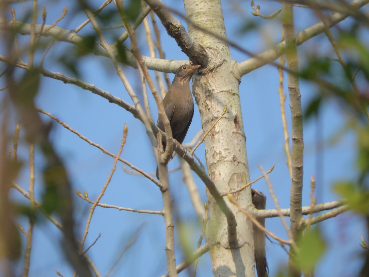 Chinese Blackbird - ML645250842