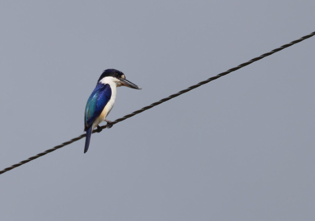 Forest Kingfisher - ML645250860
