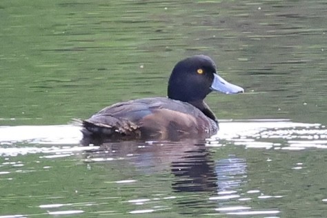 Yeni Zelanda Patkası - ML645250861