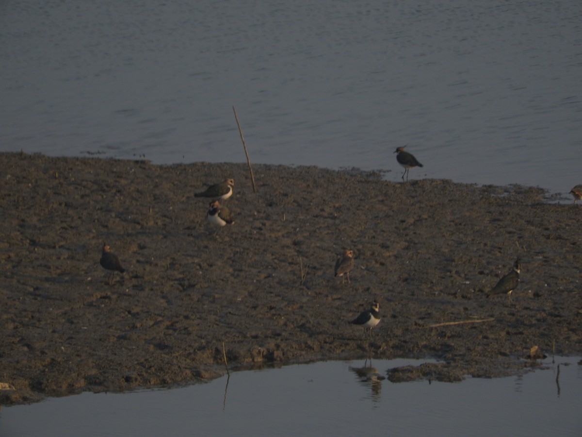 Умардын хавтгаалж - ML645250863