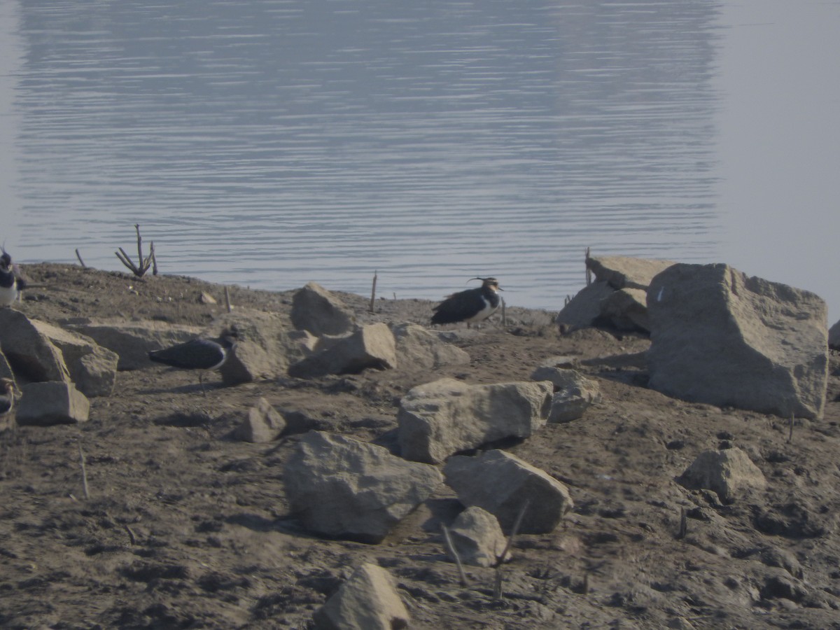 Умардын хавтгаалж - ML645250864