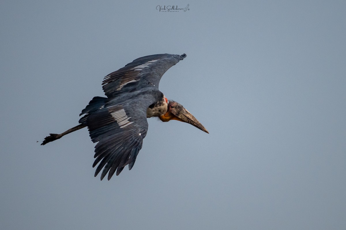 Greater Adjutant - ML645250868