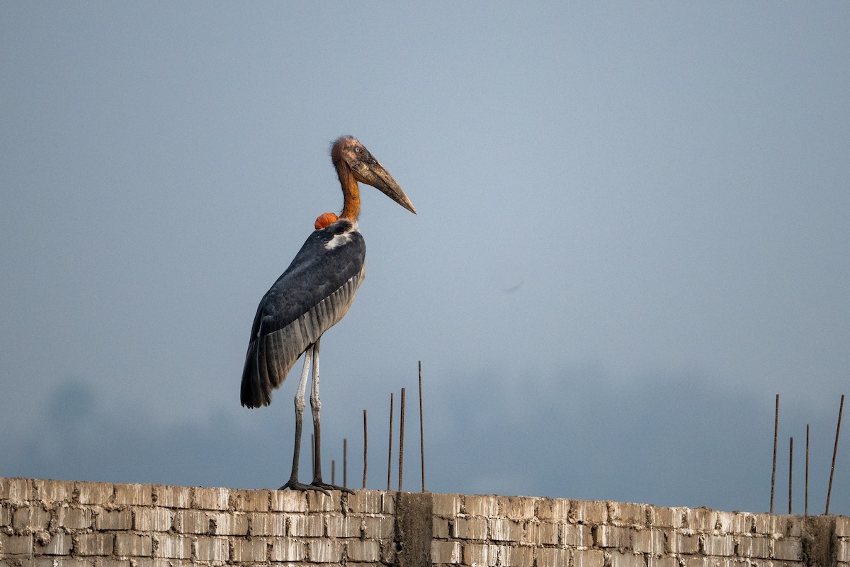 Greater Adjutant - ML645250869