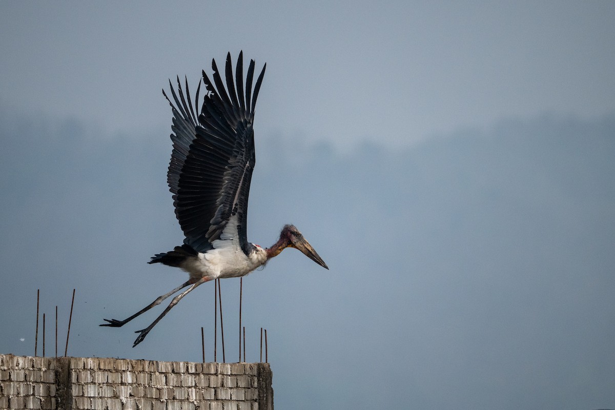 Greater Adjutant - ML645250870