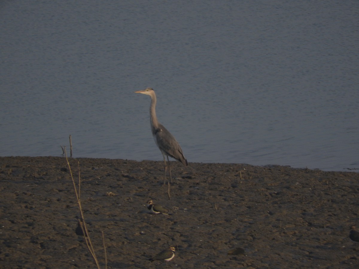 Хөх дэглий - ML645250873