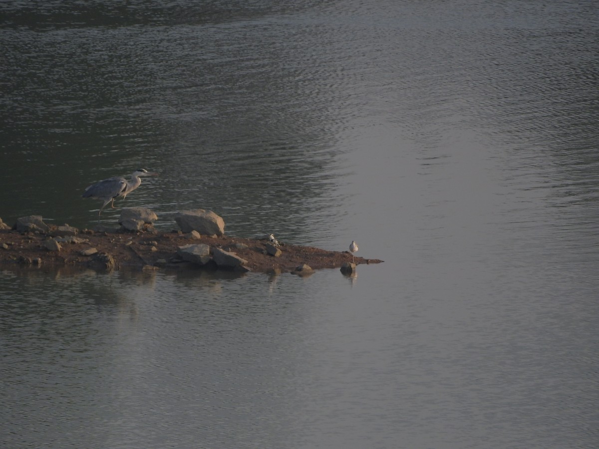 Хөх дэглий - ML645250874