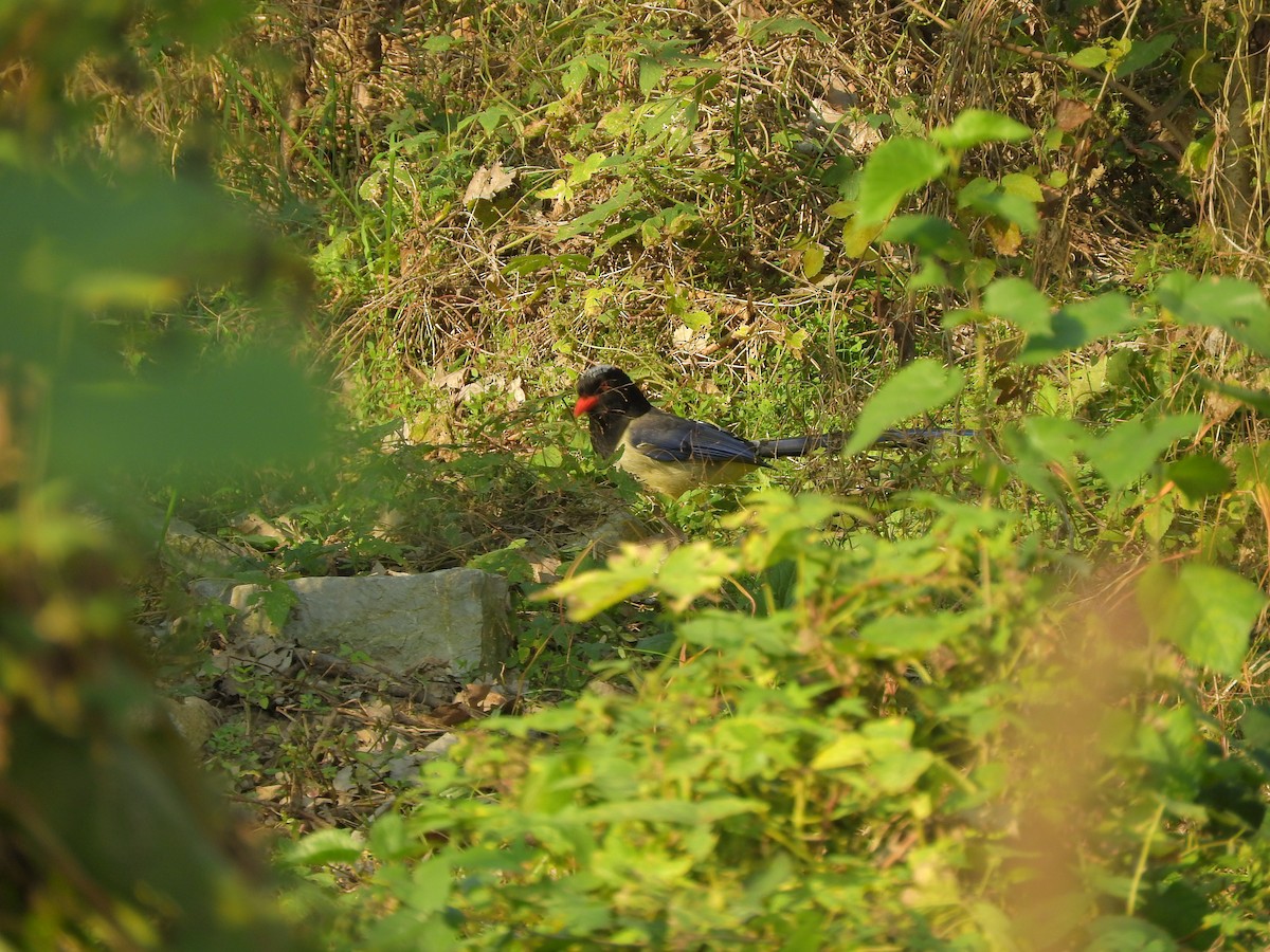Red-billed Blue-Magpie - ML645250878
