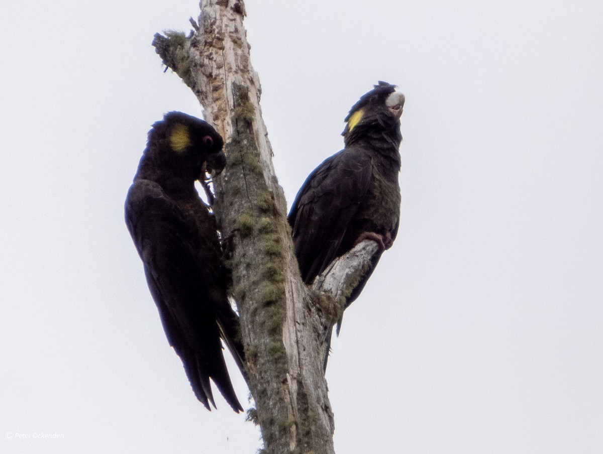 Yellow-tailed Black-Cockatoo - ML645250880