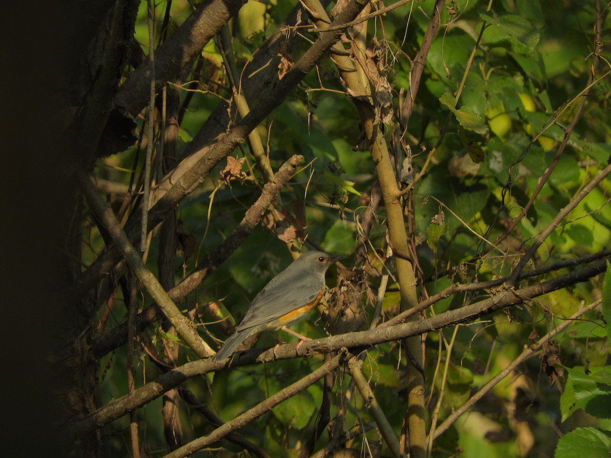 Gray-backed Thrush - ML645250881