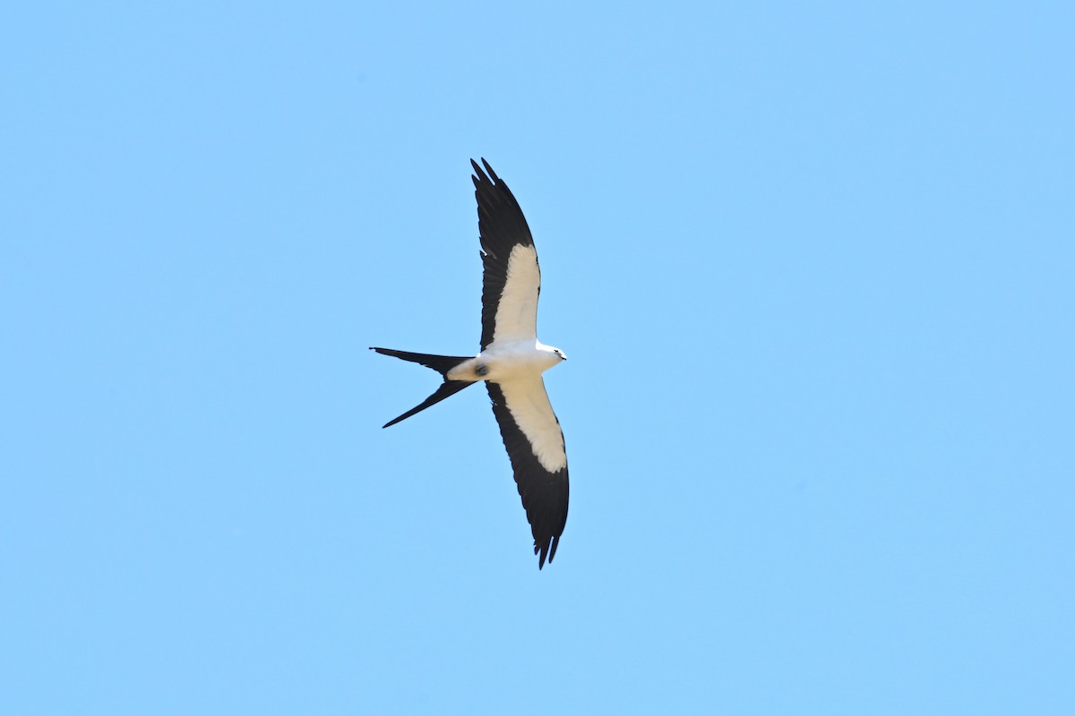 Swallow-tailed Kite - ML645250885