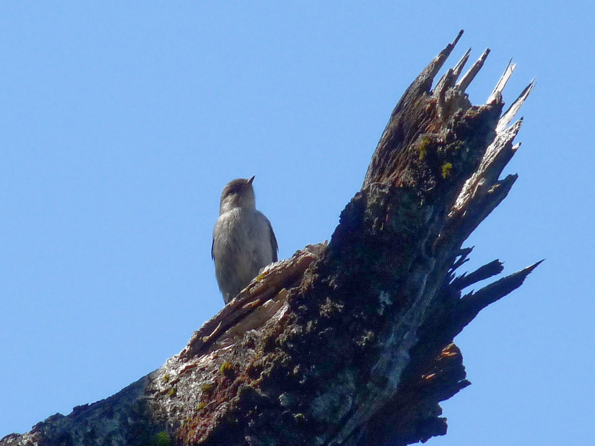Dormilona Carinegra - ML645250887