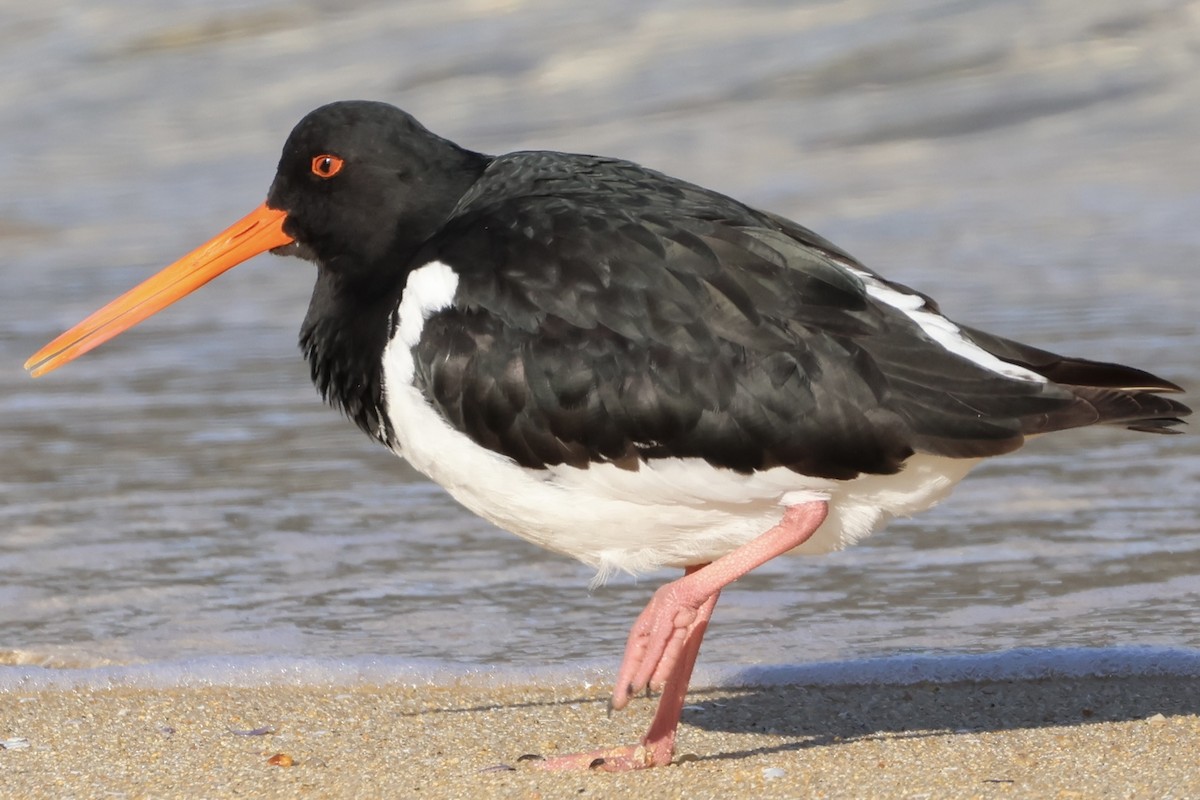 ústřičník jižní - ML645250888