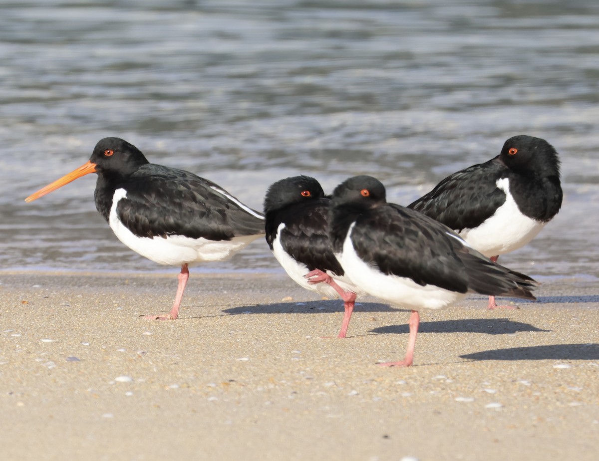 ústřičník jižní - ML645250889