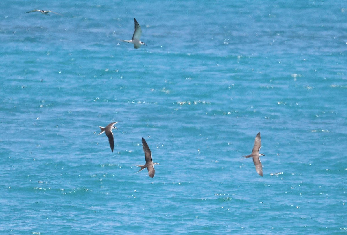 白眉燕鷗 - ML645250893