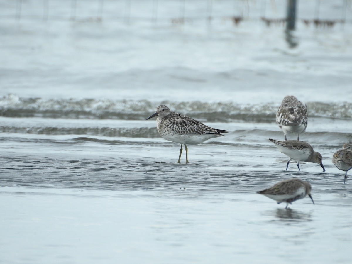 大濱鷸 - ML645250902