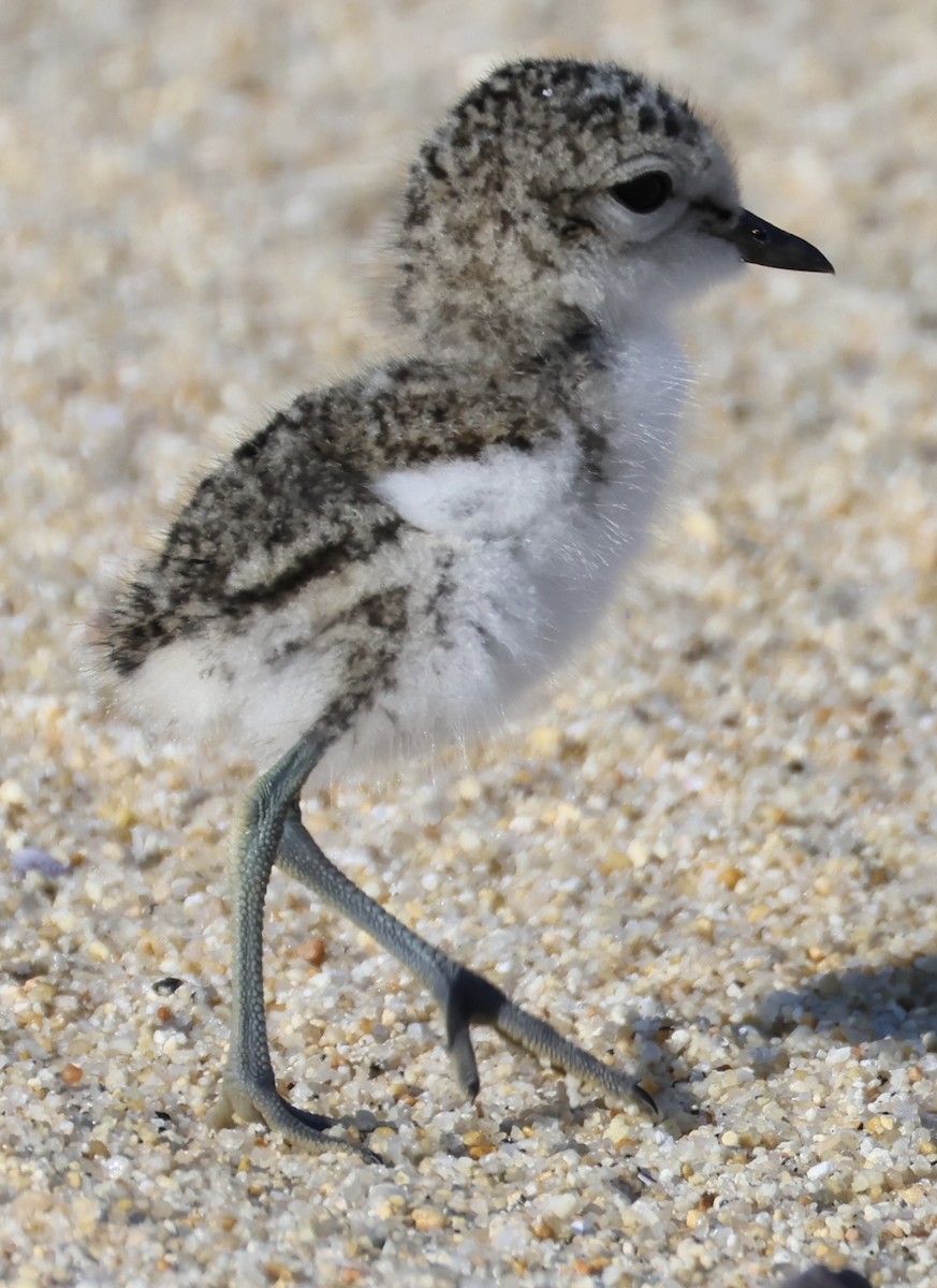 Double-banded Plover - ML645250903