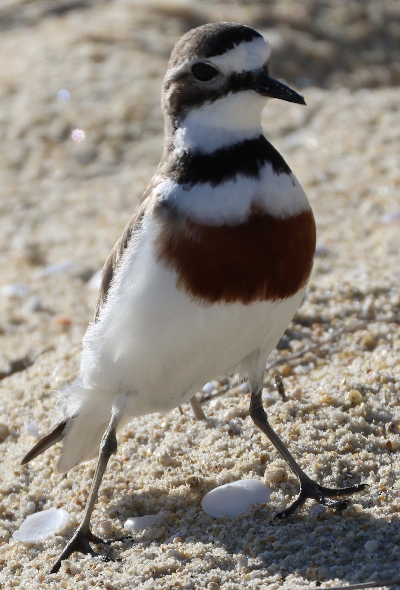 Double-banded Plover - ML645250904