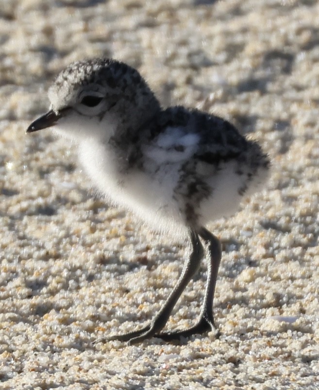 Double-banded Plover - ML645250905
