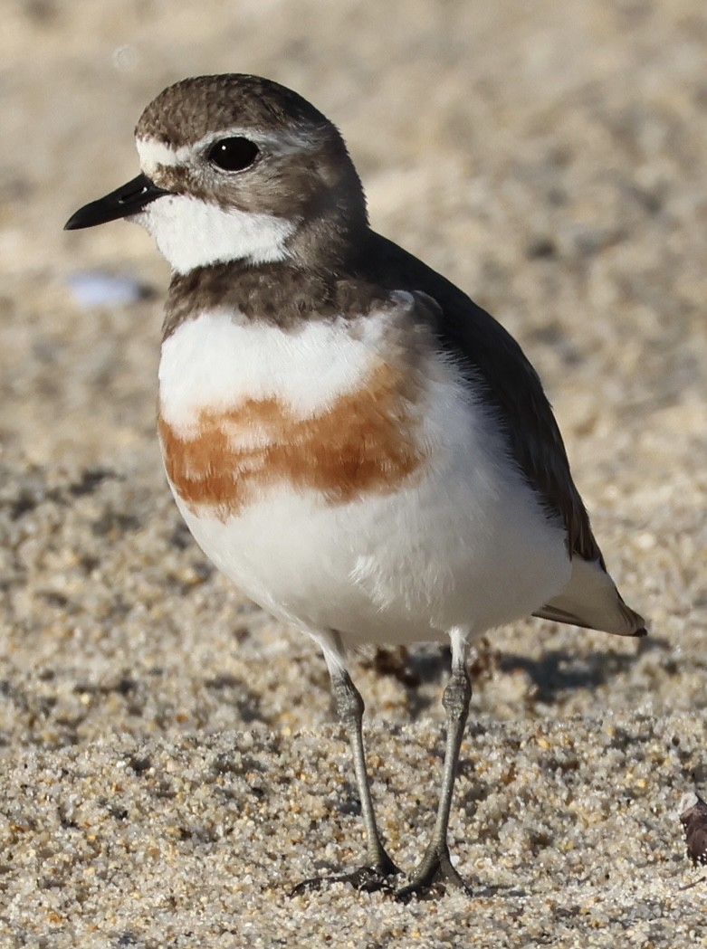 Double-banded Plover - ML645250906