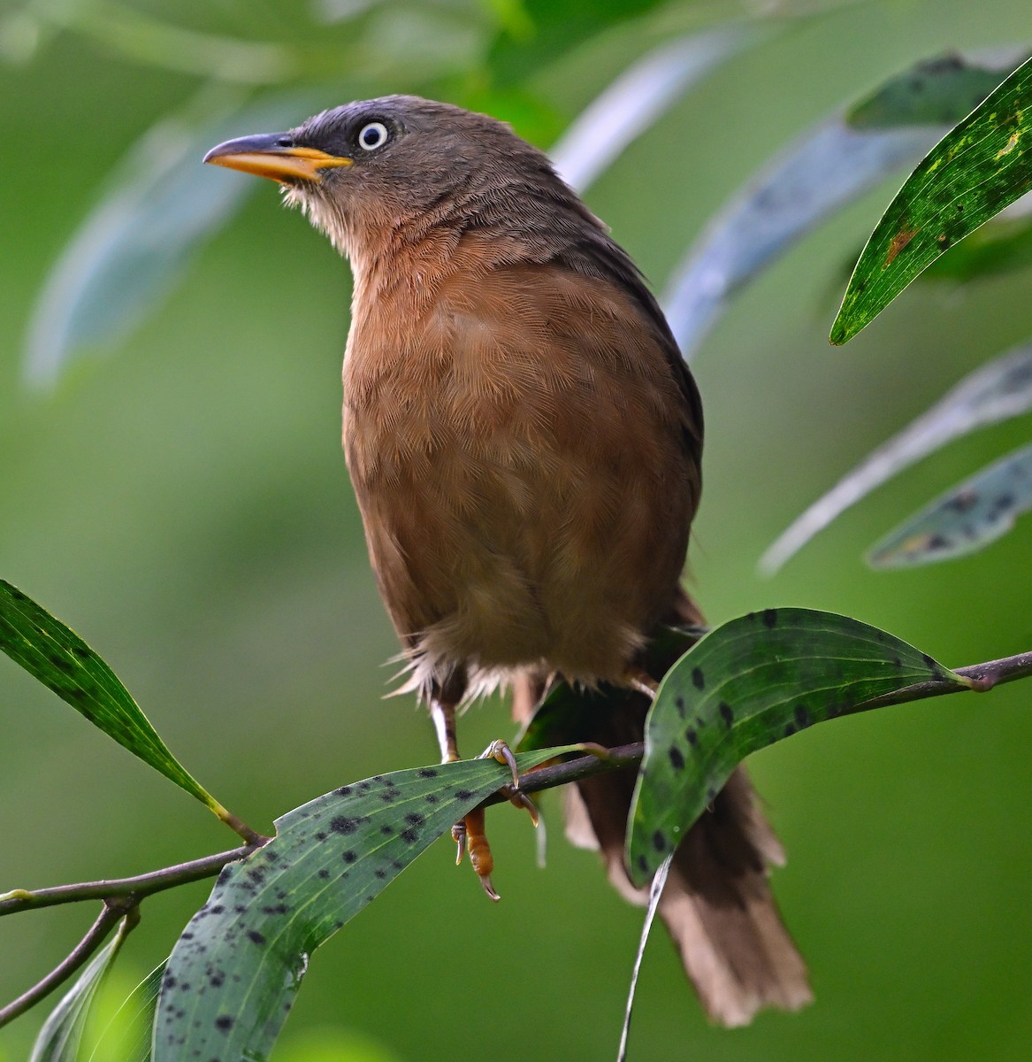 Kızıl Yedikardeş - ML645250908