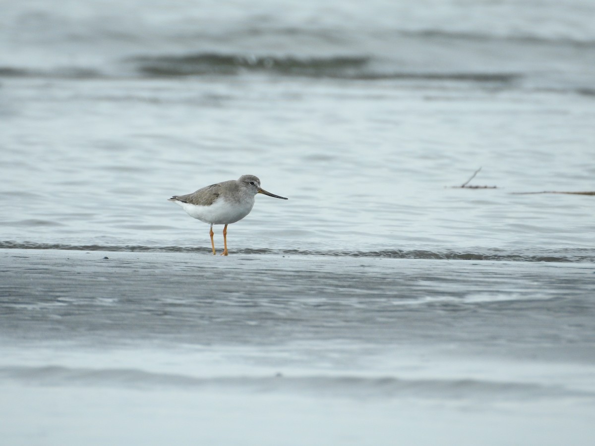 反嘴鷸 - ML645250916