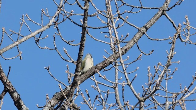 Picchio cenerino - ML645250926