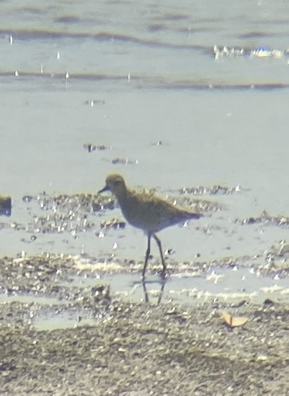 Pacific Golden-Plover - ML645250929