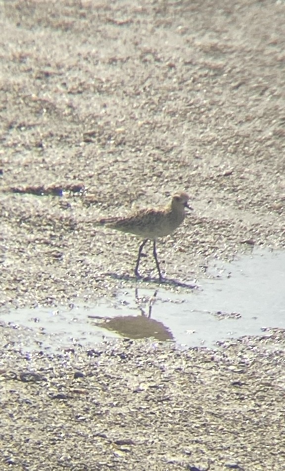 Pacific Golden-Plover - ML645250930